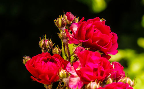 Close-up of red flowers blooming outdoors