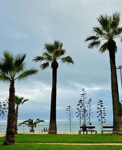 Palm trees and beach view