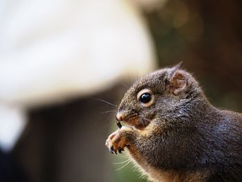 Close-up of squirrel