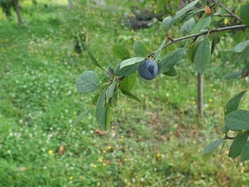 Close-up of fruit growing on tree