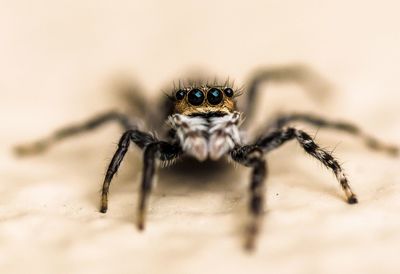 Close-up of spider