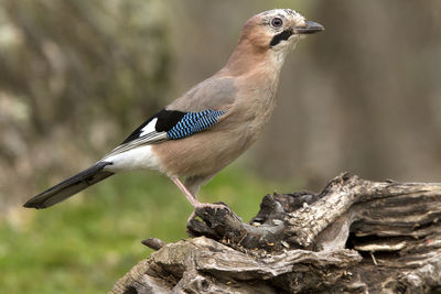 Close-up of bird perching on rock