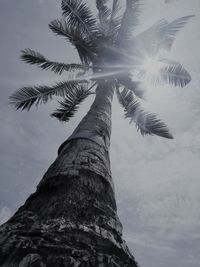 Low angle view of palm tree against sky