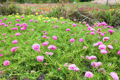 Close-up of pink flowering plants on field