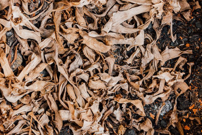 Full frame shot of dried autumn leaves