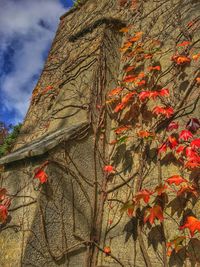 Low angle view of tree against sky during autumn