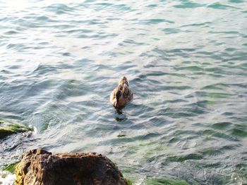 High angle view of bird swimming in sea