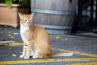 Portrait of a cat sitting