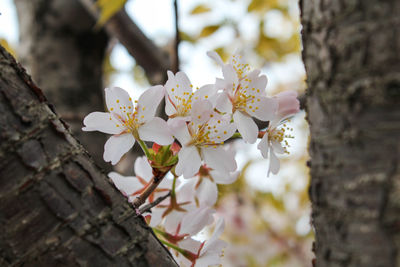 Close-up of apple blossoms in spring