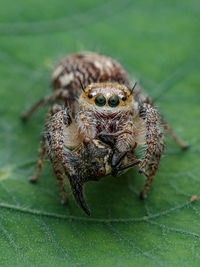 Close-up of spider