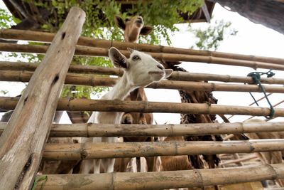 Low angle view of farm goats