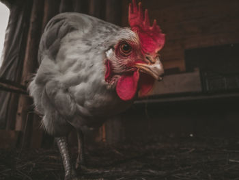 Close-up of rooster