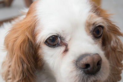 Cavalier king charles 