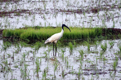 Gray heron on lake