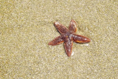 High angle view of crab on sand