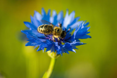 Close-up of bee pollinating on blue flower