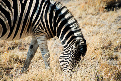 Beautiful portrait of a zebra eating grass at etosha national park, namibia, africa