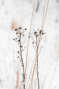 Close-up of plant growing on field