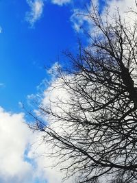 Low angle view of bare tree against sky