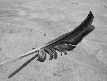 High angle view of a bird flying