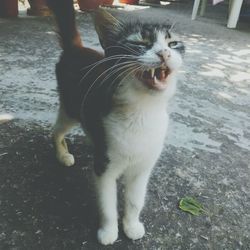 Close-up of cat on street