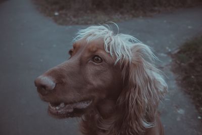 Close-up of dog looking away