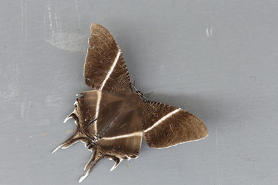 High angle view of butterfly on leaf