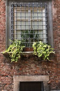 Low angle view of potted plants on wall of building