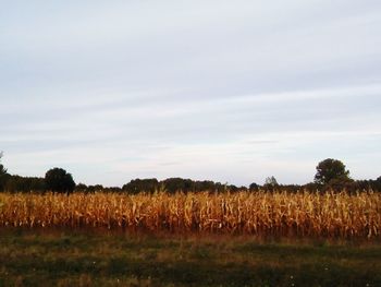 View of wheat field against sky