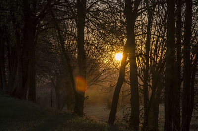 Sun shining through trees in forest