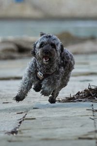 Close-up of dogs