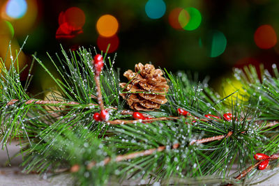 Close-up of pine needles at night