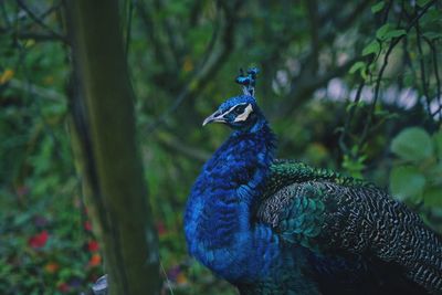 Close-up of peacock on tree