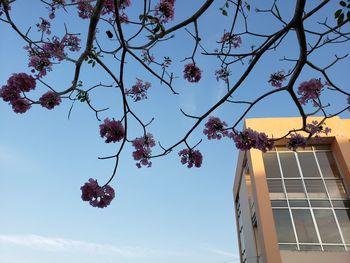 Low angle view of cherry blossoms against sky