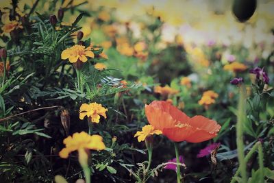 Close-up of yellow flowers blooming in field