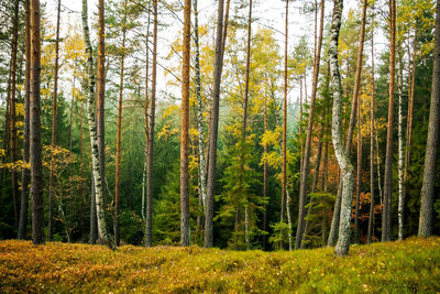 Pine trees in forest