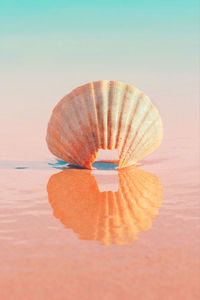 Close-up of yellow flower