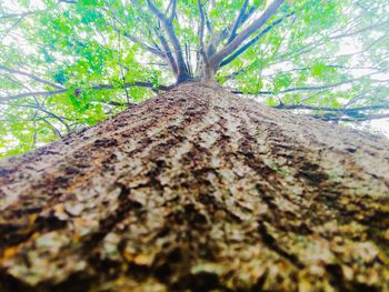 Low angle view of tree trunk