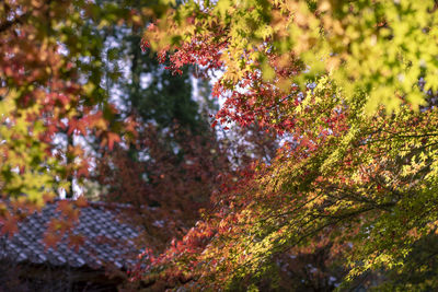 Low angle view of maple tree during autumn