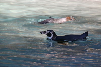 Duck swimming in water