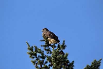 Low angle view of hawk perching on tree against sky