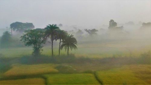 Trees on field against sky during foggy weather