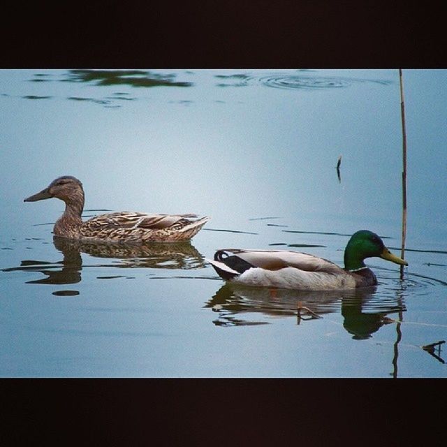 animal themes, bird, animals in the wild, wildlife, water, duck, lake, reflection, swimming, waterfront, togetherness, nature, high angle view, two animals, mallard duck, medium group of animals, zoology, full length, outdoors, day