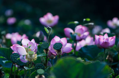 Close-up of pink flowering plants