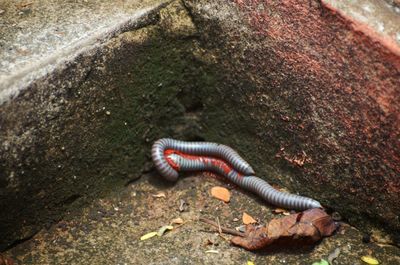 Close-up of caterpillar on sea shore