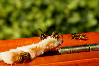 Close-up of wasps on wooden material