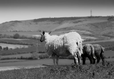 Sheep grazing on field against clear sky