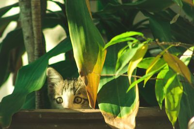 Close-up of cat by plants