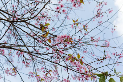 Low angle view of cherry blossoms against sky