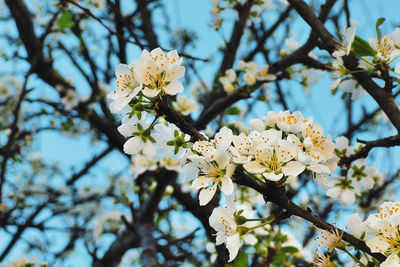 Low angle view of cherry blossoms in spring